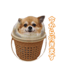 チワワ組（個別スタンプ：13）