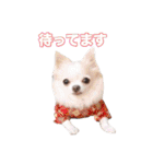 チワワ組（個別スタンプ：16）