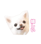 チワワ組（個別スタンプ：18）