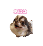 チワワ組（個別スタンプ：19）