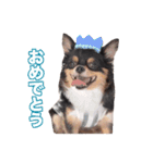 チワワ組（個別スタンプ：22）