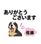 【子犬イラスト」佐藤さん用の名前スタンプ（個別スタンプ：2）