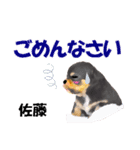 【子犬イラスト」佐藤さん用の名前スタンプ（個別スタンプ：8）