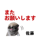 【子犬イラスト」佐藤さん用の名前スタンプ（個別スタンプ：10）