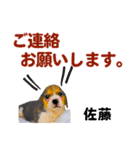 【子犬イラスト」佐藤さん用の名前スタンプ（個別スタンプ：11）