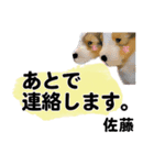 【子犬イラスト」佐藤さん用の名前スタンプ（個別スタンプ：16）