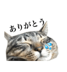 I'm Aqua. Japanese cat.（個別スタンプ：1）