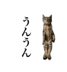 I'm Aqua. Japanese cat.（個別スタンプ：3）