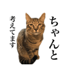 I'm Aqua. Japanese cat.（個別スタンプ：12）
