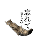 I'm Aqua. Japanese cat.（個別スタンプ：14）