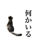 I'm Aqua. Japanese cat.（個別スタンプ：16）