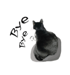 A Fat cat life.（個別スタンプ：1）