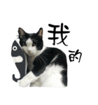 A Fat cat life.（個別スタンプ：3）