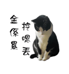 A Fat cat life.（個別スタンプ：4）