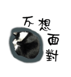 A Fat cat life.（個別スタンプ：5）