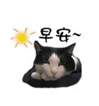 A Fat cat life.（個別スタンプ：6）