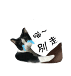 A Fat cat life.（個別スタンプ：7）