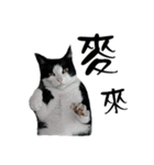 A Fat cat life.（個別スタンプ：8）