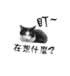 A Fat cat life.（個別スタンプ：9）