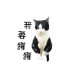 A Fat cat life.（個別スタンプ：11）