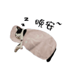 A Fat cat life.（個別スタンプ：12）
