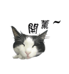 A Fat cat life.（個別スタンプ：13）