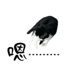 A Fat cat life.（個別スタンプ：14）