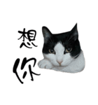 A Fat cat life.（個別スタンプ：15）