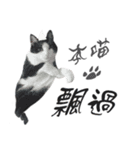 A Fat cat life.（個別スタンプ：16）