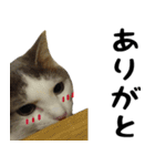 猫の日常 ver.ミル（個別スタンプ：3）