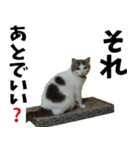 猫の日常 ver.ミル（個別スタンプ：16）