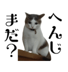 猫の日常 ver.ミル（個別スタンプ：37）