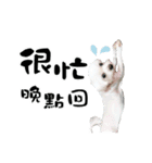 Tang ang＆PU PU（個別スタンプ：5）