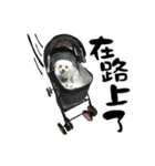 Tang ang＆PU PU（個別スタンプ：6）