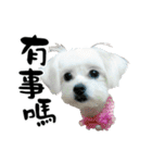 Tang ang＆PU PU（個別スタンプ：7）