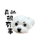 Tang ang＆PU PU（個別スタンプ：8）