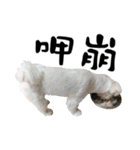 Tang ang＆PU PU（個別スタンプ：10）