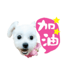 Tang ang＆PU PU（個別スタンプ：11）