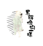 Tang ang＆PU PU（個別スタンプ：12）