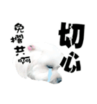 Tang ang＆PU PU（個別スタンプ：16）