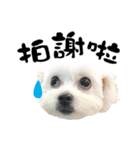 Tang ang＆PU PU（個別スタンプ：17）