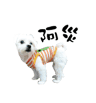 Tang ang＆PU PU（個別スタンプ：20）