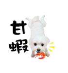 Tang ang＆PU PU（個別スタンプ：21）