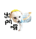 Tang ang＆PU PU（個別スタンプ：22）