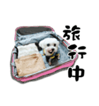 Tang ang＆PU PU（個別スタンプ：24）