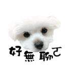 Tang ang＆PU PU（個別スタンプ：31）