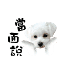 Tang ang＆PU PU（個別スタンプ：35）
