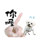 Tang ang＆PU PU（個別スタンプ：36）