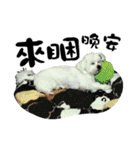 Tang ang＆PU PU（個別スタンプ：37）