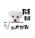 Tang ang＆PU PU（個別スタンプ：40）
